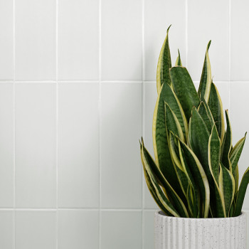 Une plante serpent panachée se dresse dans un pot blanc texturé, sur fond de carreaux gris clair unis.