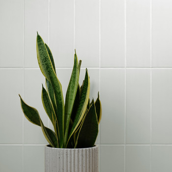 Une plante serpent en pot se tient debout dans une jardinière blanche nervurée sur fond de carreaux blancs rectangulaires brilla