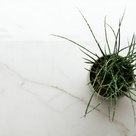 Une petite plante en pot aux feuilles vertes épineuses repose sur une surface de marbre blanc lisse avec des veines subtiles.